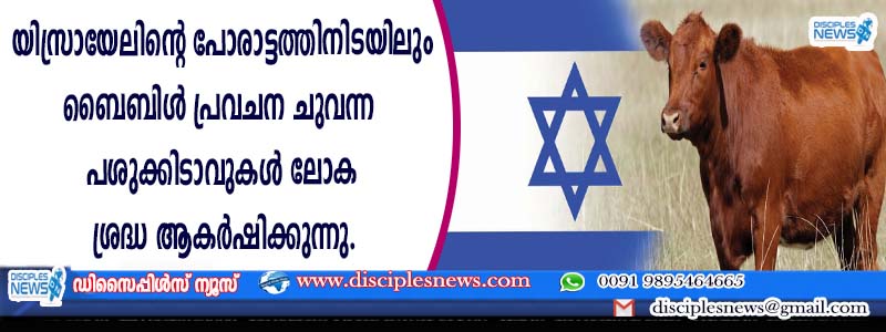 യിസ്രായേലിന്റെ പോരാട്ടത്തിനിടയിലും ബൈബിള്‍ പ്രവചന ചുവന്ന പശുക്കിടാവുകള്‍ ലോക ശ്രദ്ധ ആകര്‍ഷിക്കുന്നു