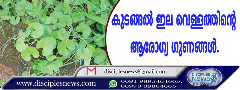 കുടങ്ങല്‍ ഇല വെള്ളത്തിന്റെ ആരോഗ്യ ഗുണങ്ങള്‍