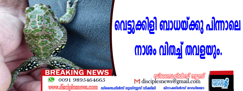 വെട്ടിക്കിളി ബാധയ്ക്കു പിന്നാലെ ഓസ്ട്രേലിയയില്‍ നാശം വിതച്ച് തവളയും