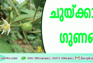 ചുണ്ടയ്ക്കയുടെ ഗുണങ്ങള്‍