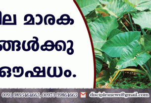 ചേമ്പില മാരക രോഗങ്ങള്‍ക്കു വരെ ഔഷധം