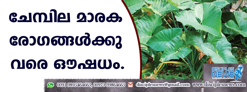 ചേമ്പില മാരക രോഗങ്ങള്‍ക്കു വരെ ഔഷധം