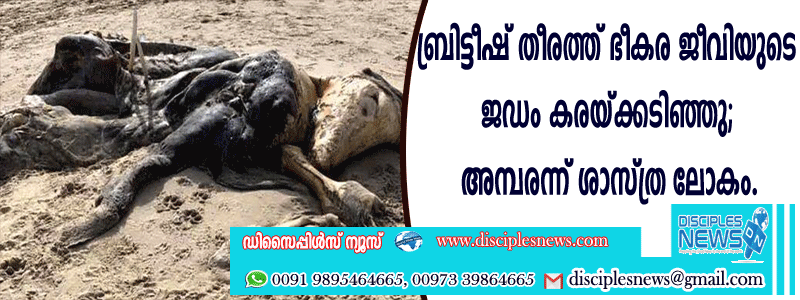 ബ്രിട്ടീഷ് തീരത്ത് ഭീകര ജീവിയുടെ ജഡം കരയ്ക്കടിഞ്ഞു; അമ്പരന്ന് ശാസ്ത്രലോകം