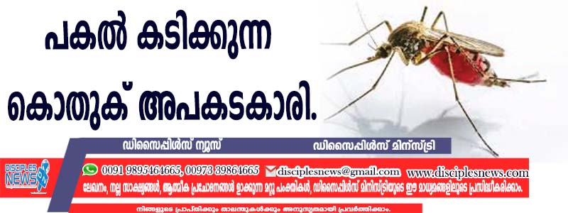 പകല്‍ കടിക്കുന്ന കൊതുക് അപകടകാരി