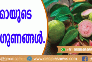 പേരയ്ക്കയുടെ ഔഷധഗുണങ്ങള്‍