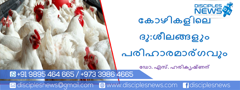 കോഴികളിലെ ദു:ശീലങ്ങളും പരിഹാരമാര്‍ഗവും