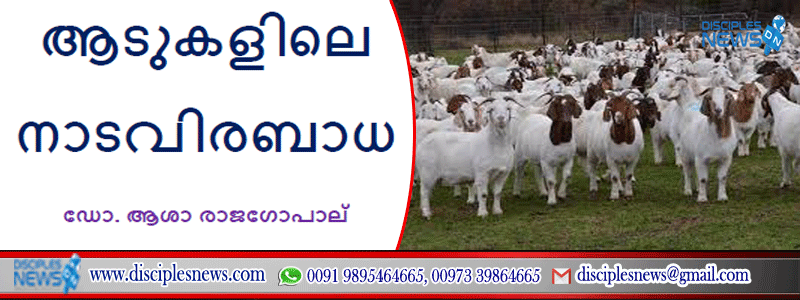 ആടുകളിലെ നാടവിരബാധ