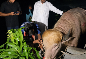 ട്രംപ് എന്ന് പേരിട്ട അപൂർവ വെളുത്ത പോത്തിന് ജീവൻ രക്ഷ; ബംഗ്ലാദേശ് മൃഗശാലയിലേക്ക് മാറ്റി