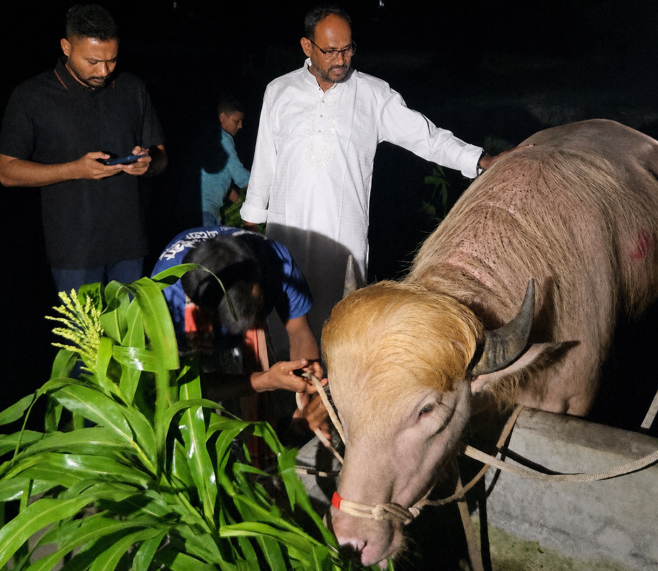 ട്രംപ് എന്ന് പേരിട്ട അപൂർവ വെളുത്ത പോത്തിന് ജീവൻ രക്ഷ; ബംഗ്ലാദേശ് മൃഗശാലയിലേക്ക് മാറ്റി