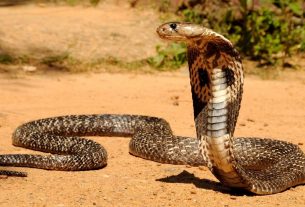 ഈജിപ്തിൽ പാമ്പ് പിടുത്തക്കാരന്റെ പ്രദർശനത്തിനിടെ ടൂറിസ്റ്റ് പാമ്പുകടിയേറ്റ് മരിച്ചു